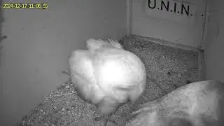 Barn Owl couple flirting (preening) Fauno&Diana Italian Barn Owl MCBI Project |Italia| UNIN