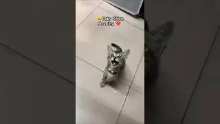 😺Baby Kitten Meowing for Something! 🐾❤️#BabyKitten #MeowMeow #CuteCat