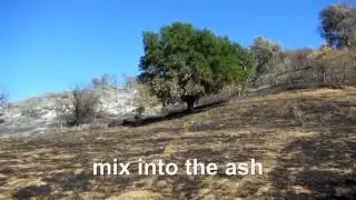 Calabasas Fire 2 - See the Oaks