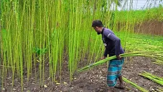 Jute Cutting in Village Fields || Harvesting Time || village agriculture #agriculture video
