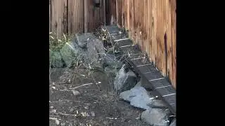 Quail Behavior Analysis