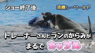 【シャチ】ショー終了後のランとトレーナーさんのからみがまるでカップル！【須磨シーワールド2024年６月】