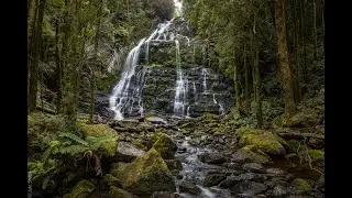 Tasmanian Roadside Rainforest Walks