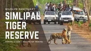 ଶିମିଳପାଳ ଟାଇଗର 🐅  ରିଜଭ Similipal Tiger Reserve tour With Thar #similipalnationalpark 