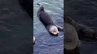 Sea otters in Morro Bay California #love #california #seaotter