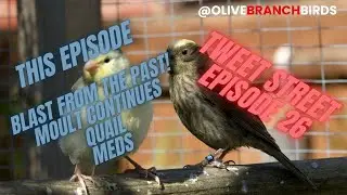Tweet Street Episode 26 - Lizard Canary Keeping.