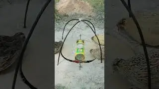Really creative bird trap - The best quail trap #shorts