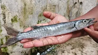 Casting Barracuda | Strike Cepat di Spot Favorit