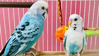 Understanding Budgies Behaviour - Cookie and Bobby