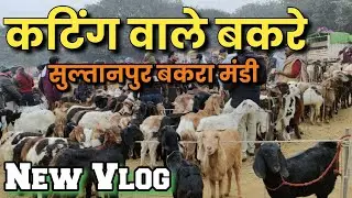 कम कीमत में ✓कटिंग वाले बकरे || सुल्तानपुर बकरा मंडी #bakramandi #goat #newvlog #youtubevlog  