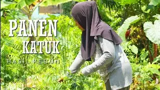 Panen Sayur Katuk Dikebun