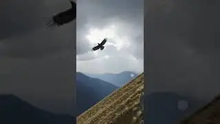 Lynx Ambushes Eagle on Mountain Cliff &mdash; But Nature Has Other Plans #wildlife #nature #predator