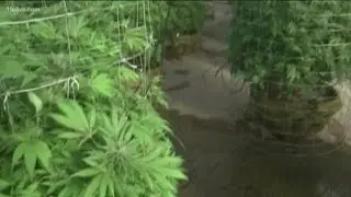 Gwinnett police will not make arrest in misdemeanor marijuana possession cases