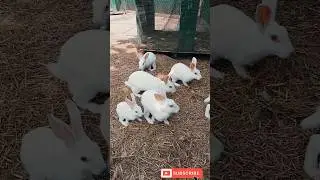 Cute Rabbits ll Rabbit Farming ll Rabbit Farm ll #rabbitfarming #rabbit #rabbits #trends #viral