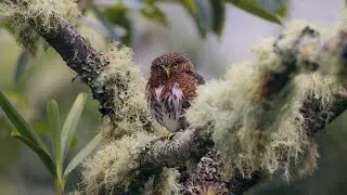 Costa Rican Pygmy-Owl