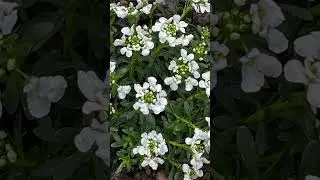 Happy Life, nature, plants, place of alignment