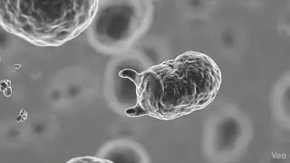 The Architect: Helper T Cells The Generals of Your Immune System