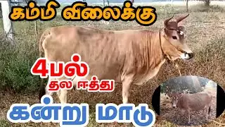 குறைந்த விலைக்கு 4பல் தல ஈத்து கன்று மாடு விற்பனைக்கு வந்துள்ளது 10லிட்டர் கறவையில் உள்ளது #Jersey 