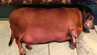 Obese Rescue dog &lsquo;Fat Vincent&rsquo; Makes Stunning Transformation in Quest For New Owner