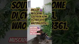 2025/9/13: Anggur Muscadine Southern Home di Cyberjaya. WA0136688361