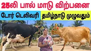 தமிழ்நாட்டில் யாரும் தர முடியாத குறைந்த விலையில் / தரமான பால் மாடு விற்பனை #மாடு #cow #cowsale #பசு