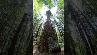 Santa Cruz Mother of the Forest | Epic Redwood Canopy Shot