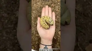 Shocking Animal Transformation! #animaljourney #amazingtransformation #animalcrossing #animalgrowth