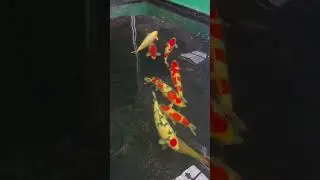 9 Lucky Koi Fish for Good Fortune!