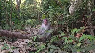 Wow! Amazing Jane family, Some day stay in green tree