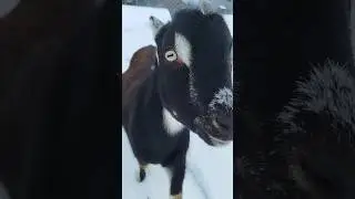 весела ферма #smile#status#animals#ферма#забавныеживотные#лучшее#shortvideo#shorts#best#brave#trend