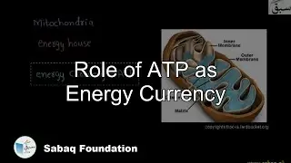 Role of ATP as Energy Currency, Biology Lecture | Sabaq.pk