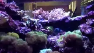 500 Gallon Reef Tank illuminated by 8 Kessil 360WE.