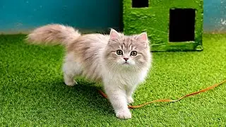 Cute Kittens Playing Freely With Mother Cat Full of Joy 🐾💚