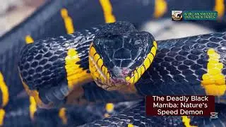 Catching the Deadly Black Mamba   These Snakes Can Kill You   4k Wildlife Documentary