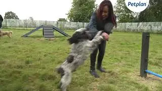 Petplan - Dog Adventure Park - Jumps
