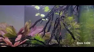 Barış&ccedil;ıl ve G&uuml;zel: Rasbora'lar 💜