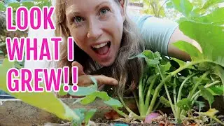 LOOK WHAT I GREW! / AUGUST 2022 / EMMA'S ALLOTMENT DIARIES