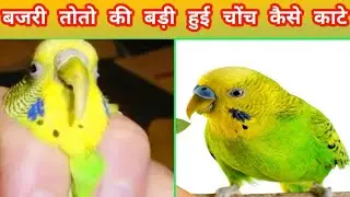 Australian Parrot ki choch kaise kate//बजरी तोतो की बड़ी हुई चोंच कैसे काटे