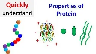 Properties of proteins | Protein Properties