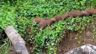 Capibara - Ronsoco en el r&iacute;o Tambopata - Sector Comunidad La Torre