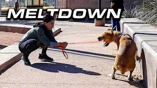 SCARED DOG WON'T WALK- IMMEDIATE BREAKTHROUGH