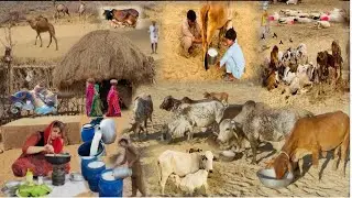 Desert People And Animals Lifestyle /Cholistan?
