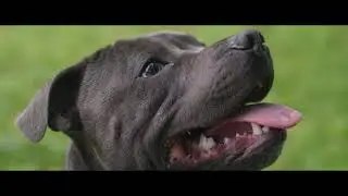 Long live our pets &ndash; Black Hawk NZ philosophy