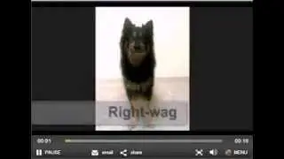 What Tail Wagging Means to Other Dogs