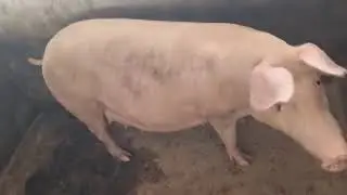 Gilt 092 has finally delivered F1 piglets - Best Genetics made up