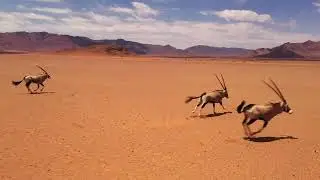 Amazing Gemsbok running in Africa videos-4k Nature (Ultra HD) | Nature's Sweet Tales.