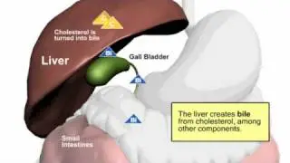 Oat Beta Glucans Attach to Bile