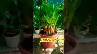 indoor plant#plant nursery pune