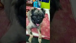 Money can buy you a fine dog, but only love can make him wag his tail #dogshorts #petshub #funny