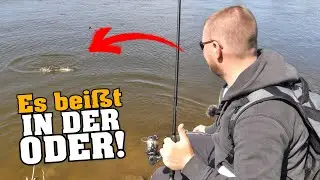 Angeln an der Oder! Im großen Strom kracht es!
